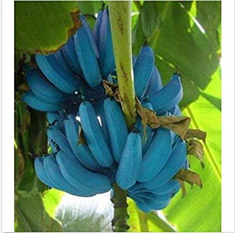 blue java banana woodwick